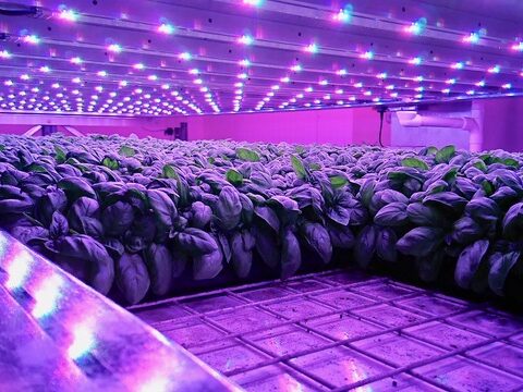 Skies the Limit for WA Vertical Farm Company