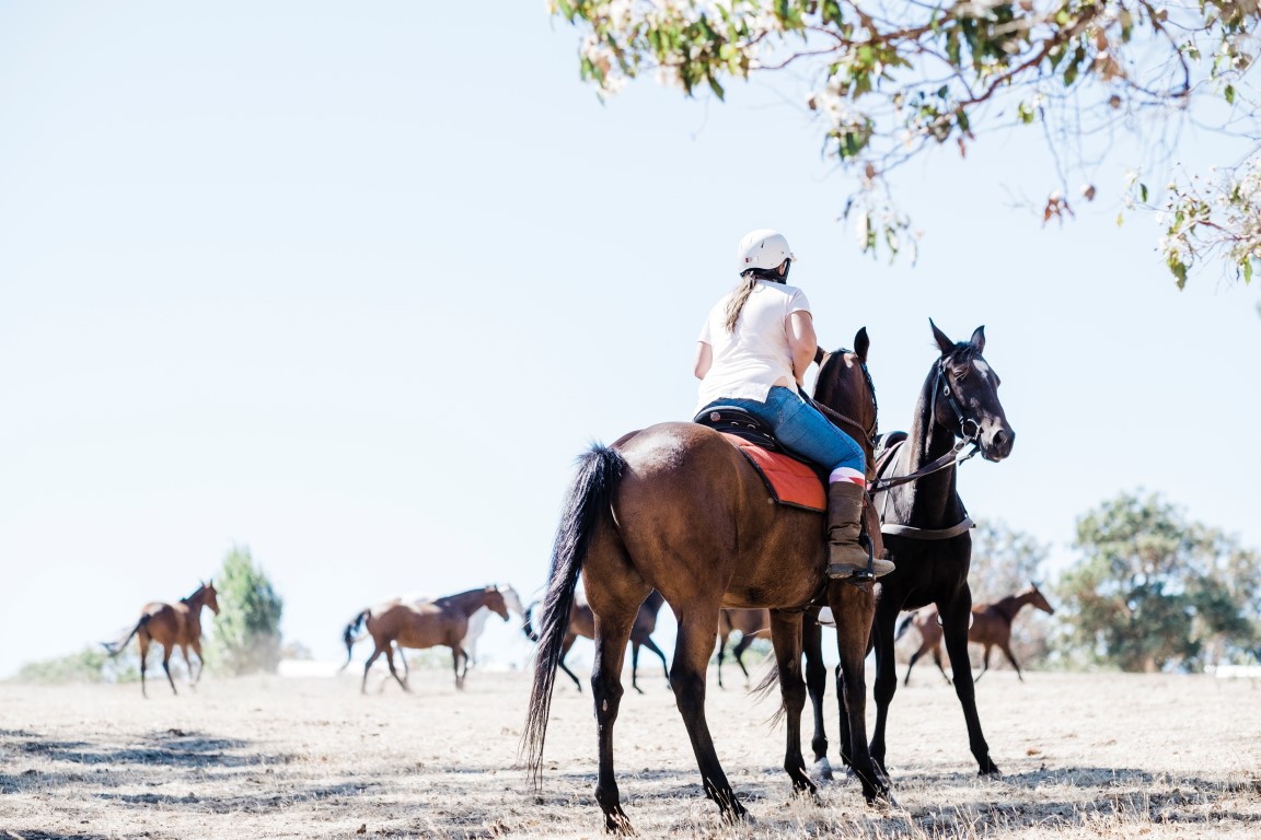 Celebrating our equine community